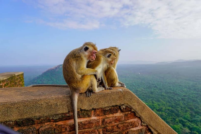 Sigiriya Lion Rock Hike & Minneriya National Park Safari - Who will enjoy this most