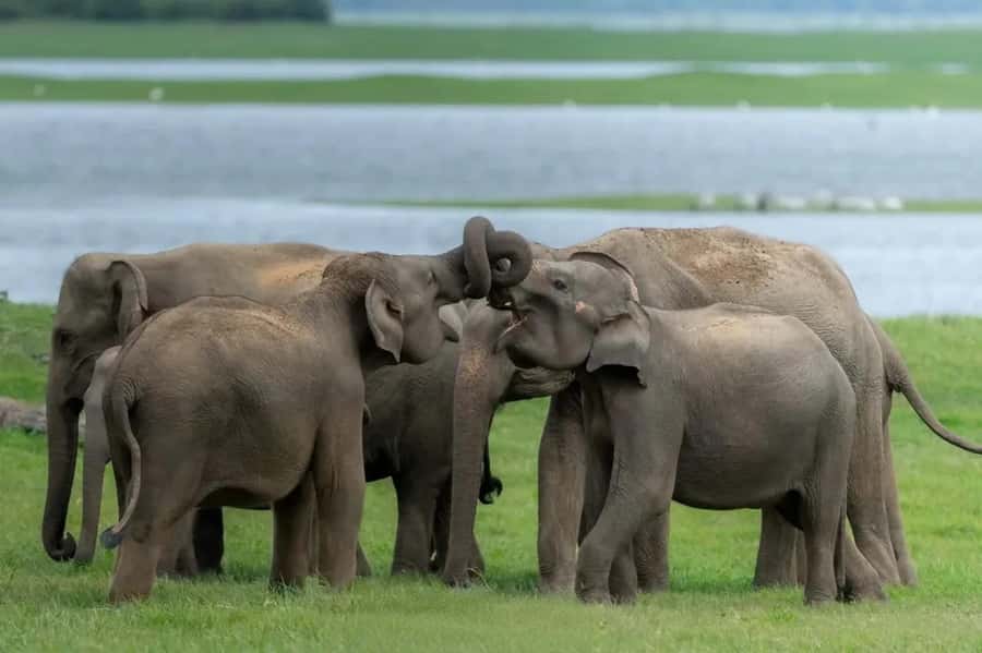 Sigiriya: Minneriya National Park Private Jeep Safari - Key points to know before you book