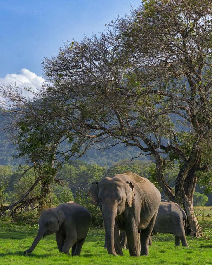 Sigiriya: Minneriya National Park Private Jeep Safari - Why Minneriya is worth your time