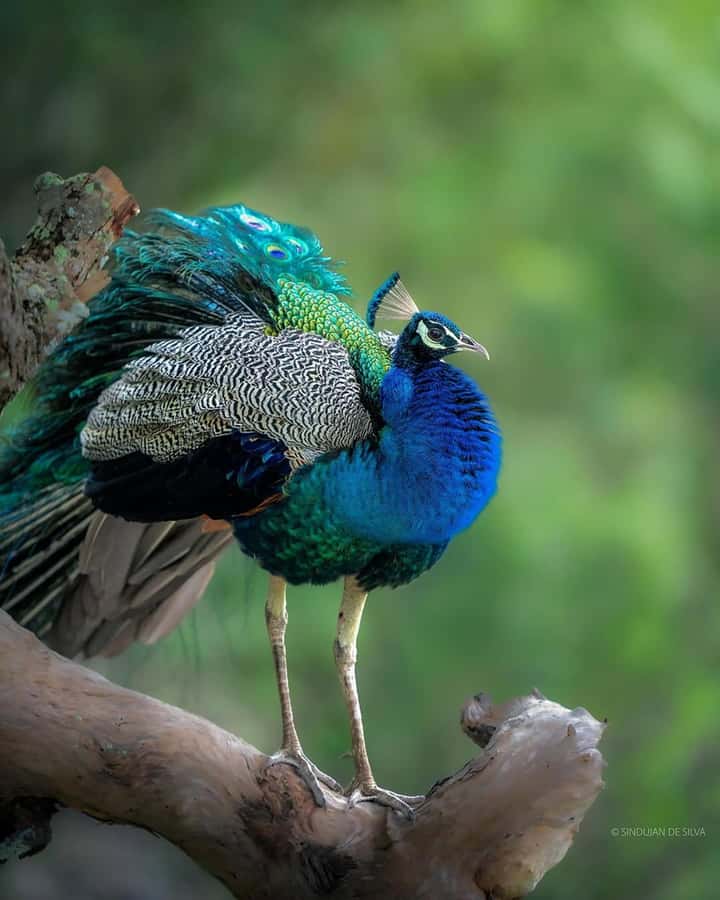 Sigiriya: Minneriya National Park Private Jeep Safari - Who should book this safari?