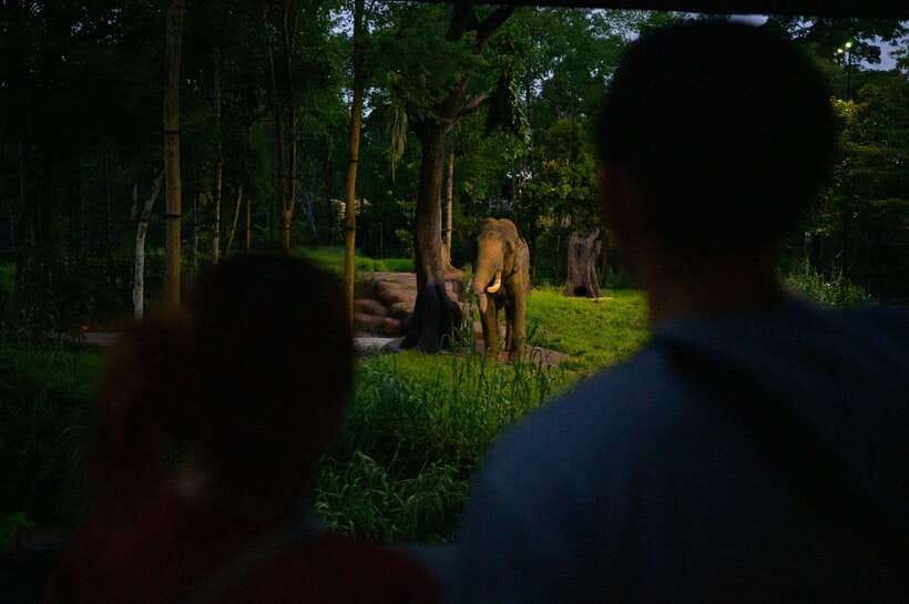 Singapore: Night Safari Entry Ticket with Tram Ride - Walking Leopard Trail for closer views