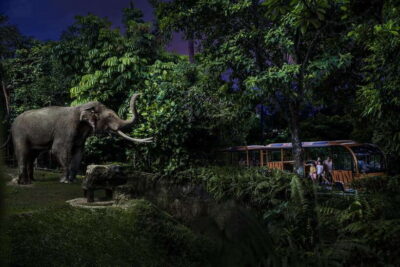 Singapore: Night Safari Entry Ticket with Tram Ride