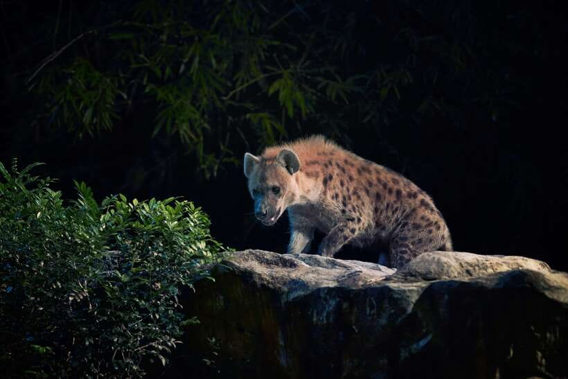 Singapore: Night Safari Entry Ticket with Tram Ride - Creatures of the Night show
