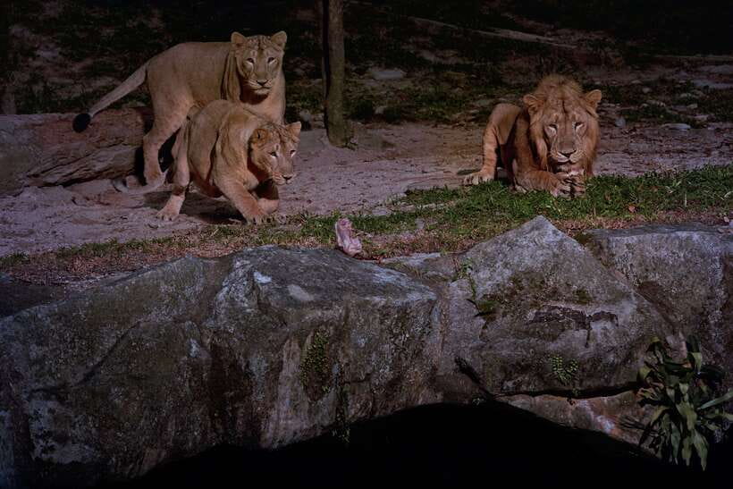 Singapore: Night Safari Entry Ticket with Tram Ride - A practical evening schedule