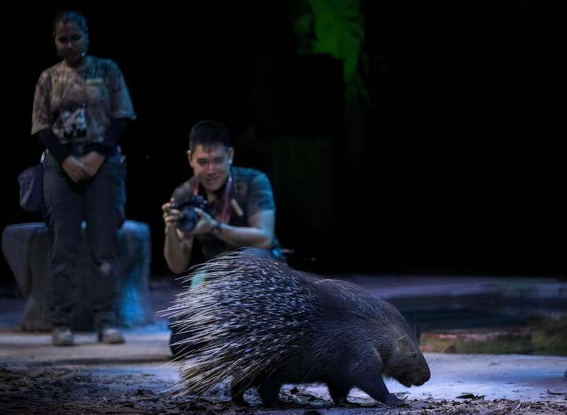 Singapore: Night Safari Entry Ticket with Tram Ride - Tickets, time slots, and the voucher problem