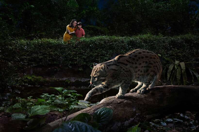 Singapore: Night Safari Entry Ticket with Tram Ride - Who will enjoy it most