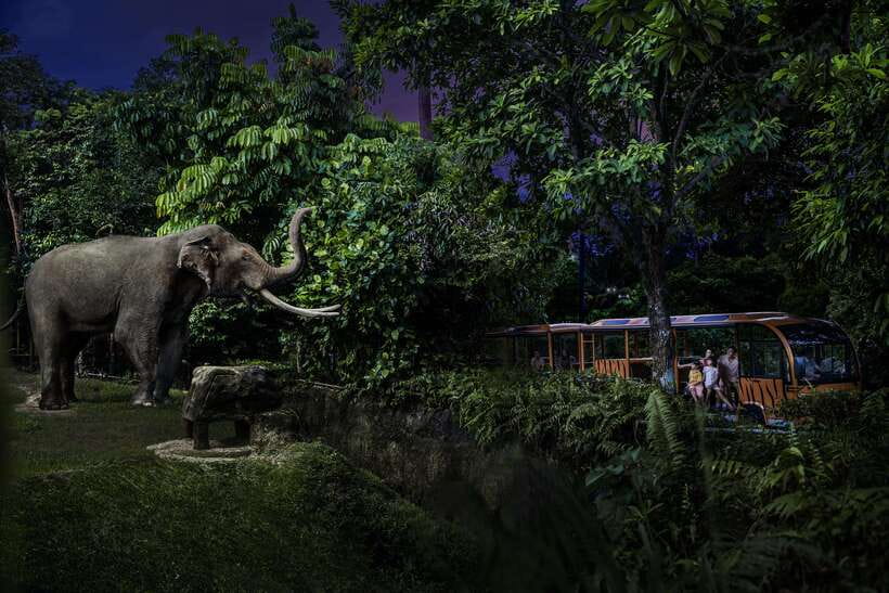 Singapore: Night Safari Entry Ticket with Tram Ride - The tram ride through six wildlife zones