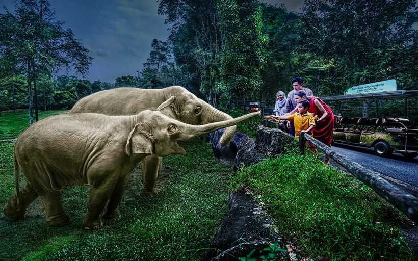 Singapore: Night Safari Singapore Entry Ticket + Tram Ride - How to get the best value from the $45 ticket