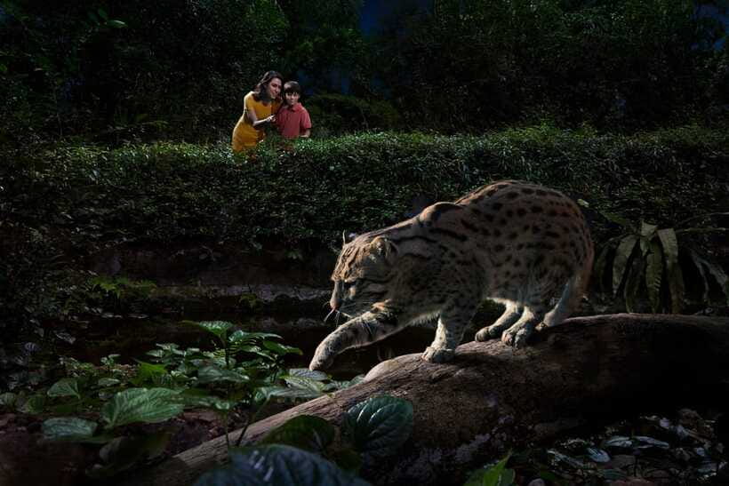 Singapore: Night Safari Singapore Entry Ticket + Tram Ride - A simple plan for your evening
