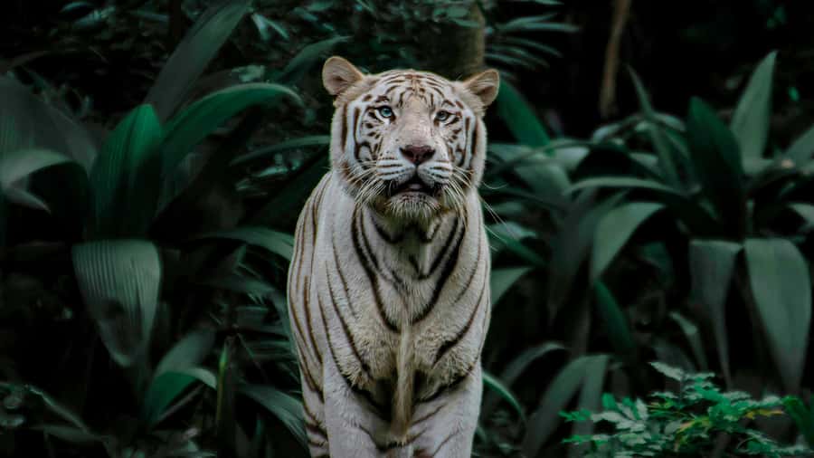 Singapore: Night Safari with Tram Ride and Private Transfer - Why the Night Safari feels different from a daytime zoo