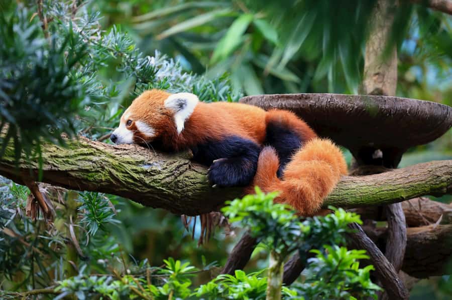 Singapore: Night Safari with Tram Ride and Private Transfer - The private ride to Mandai Lake