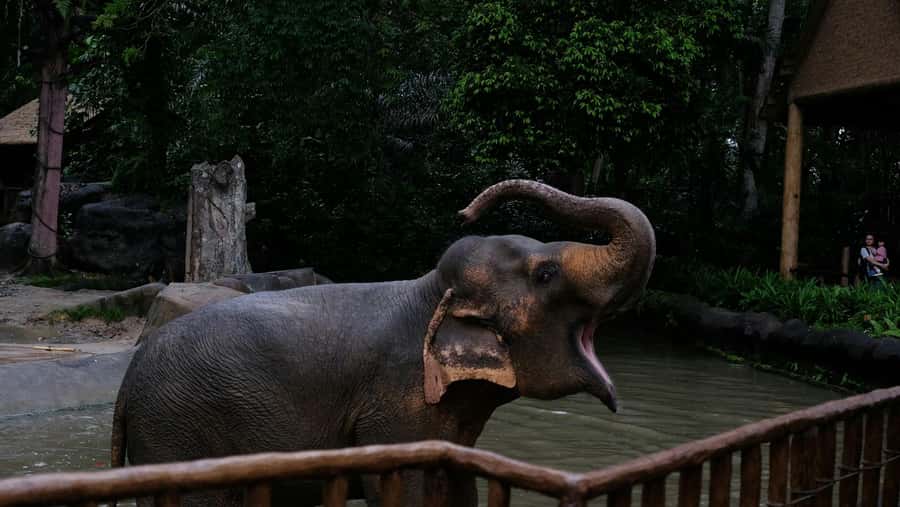 Singapore: Night Safari with Tram Ride and Private Transfer - The tram ride through six animal zones