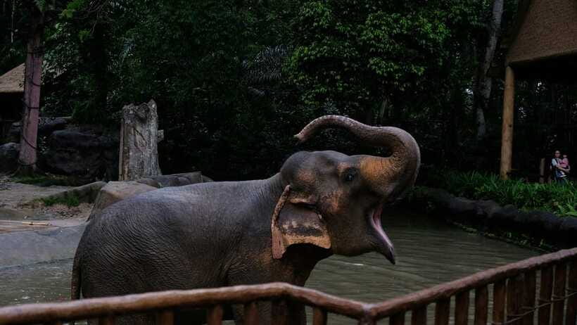 Singapore: Night Safari with Tram Ride and Private Transfer - Walking trails for bats, owls, and smaller creatures