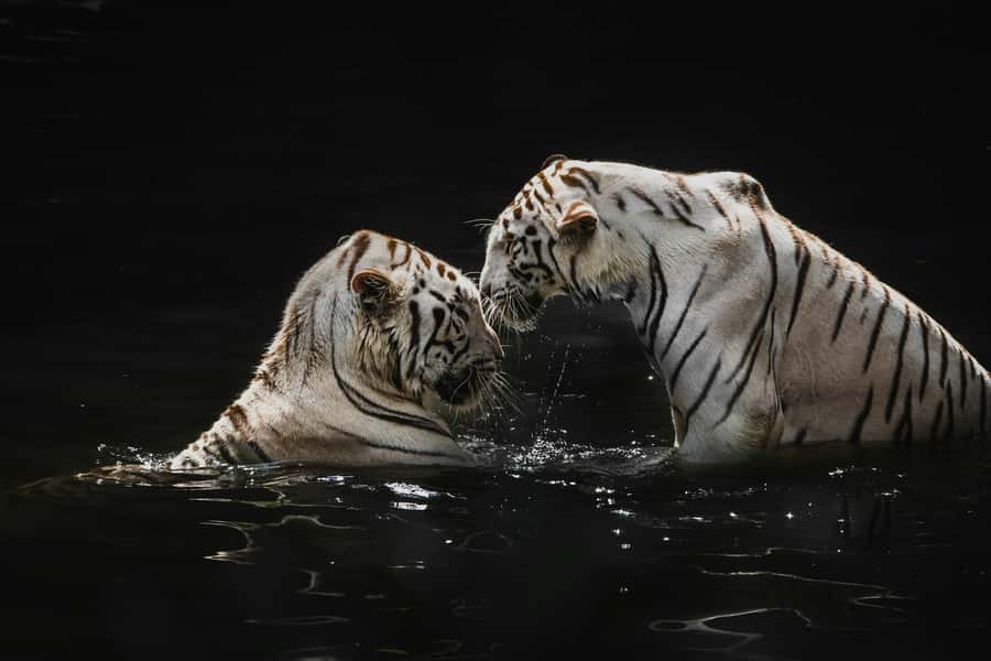 Singapore: Night Safari with Tram Ride and Private Transfer - Is $165 per person a fair price?