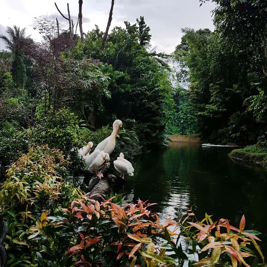 Singapore: Night Safari with Tram Ride and Private Transfer - Who will enjoy this evening most?