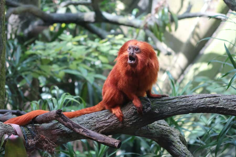 Singapore: Night Safari with Tram Ride and Private Transfer - Booking advice before you leave your hotel