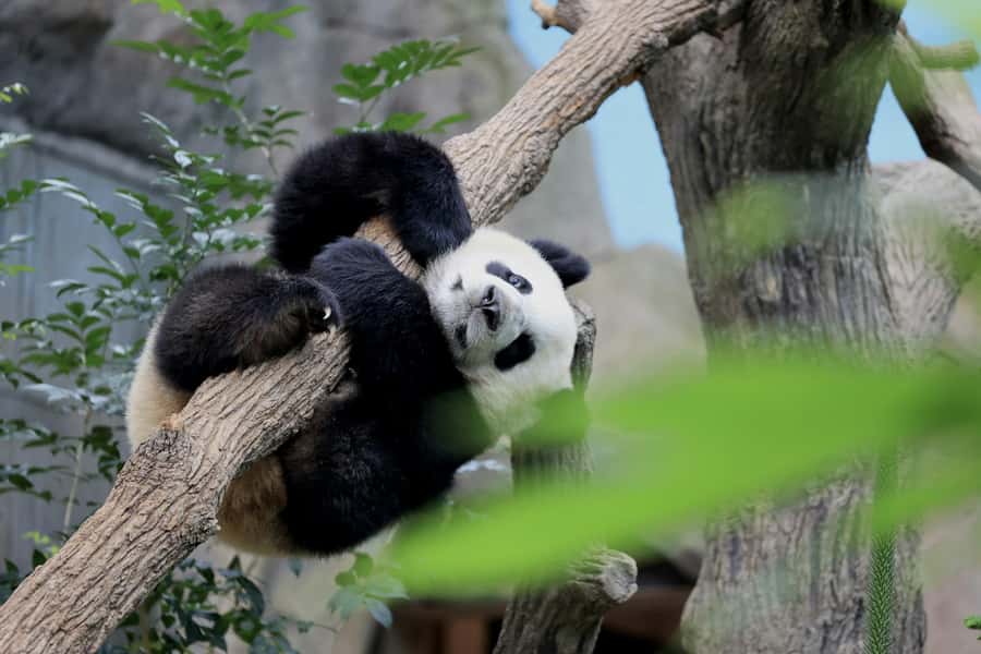 Singapore: Night Safari with Tram Ride and Private Transfer - Entering the park and checking your ticket