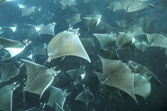 Snorkeling Open Ocean Wildlife Safari in Los Cabos with Photos Included - The possible Chileno Bay finish