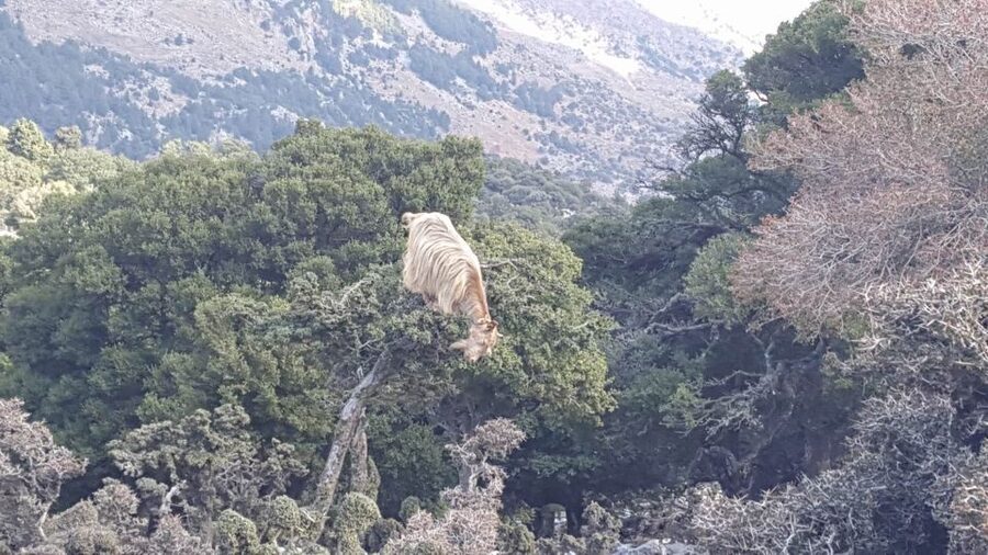 South Crete: Sarakinas Gorge Hike, Swim & Jeep Safari - Voulisma Beach ends the day with a swim