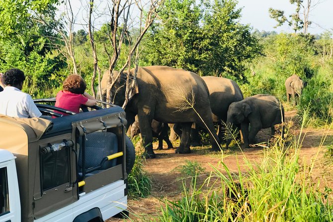 Sri Lanka Wild Life Uniqe Safari 26 - Elephants are the real reason to go