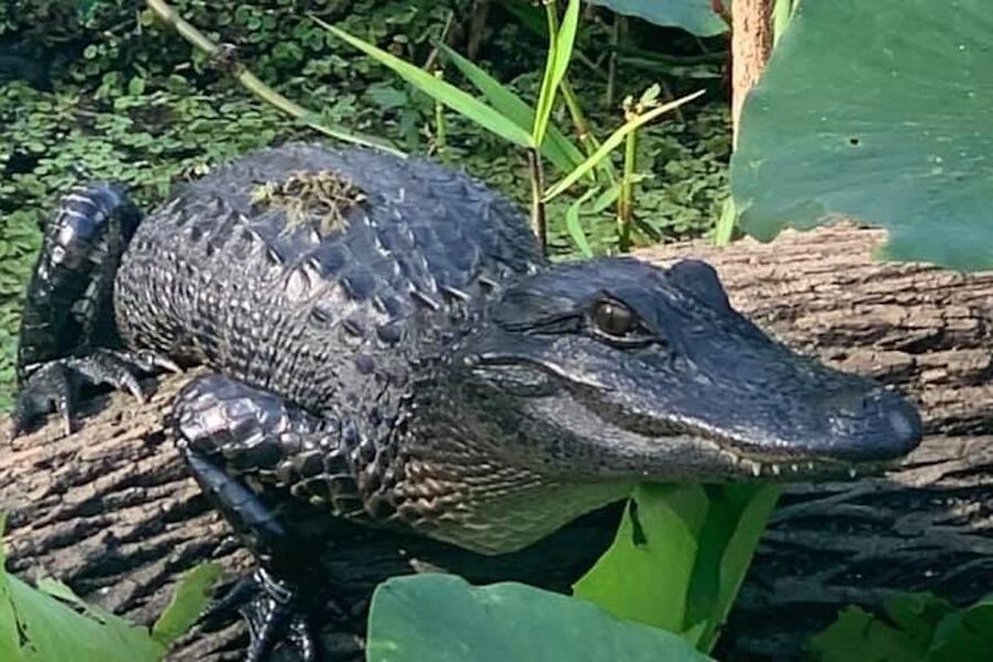 St. Augustine: St. Johns River Airboat Safari with a Guide - Trout Creek, Six Mile Creek, and the St. Johns backwaters