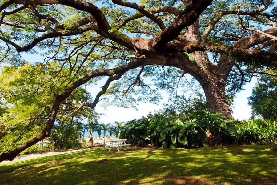 St. Kitts: Top Sights Guided Van or Open-Air Safari Tour - Timothy Hill is the best photo stop