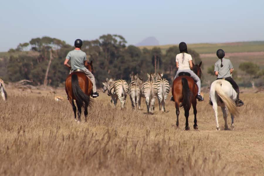 Stellenbosch: Horse Riding Wildlife Safari - A wildlife ride with a different point of view