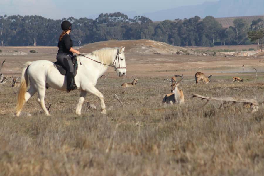 Stellenbosch: Horse Riding Wildlife Safari - Giraffes, zebra, and the value of going slowly
