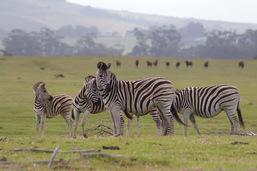 Stellenbosch: Horse Riding Wildlife Safari - Choosing a horse and judging your riding ability