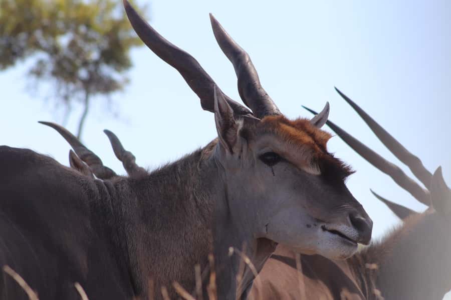 Stellenbosch: Horse Riding Wildlife Safari - The strict 75kg rule deserves your attention