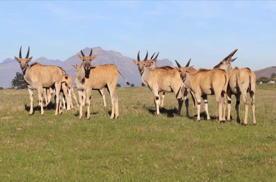 Stellenbosch: Horse Riding Wildlife Safari - What to wear for the reserve
