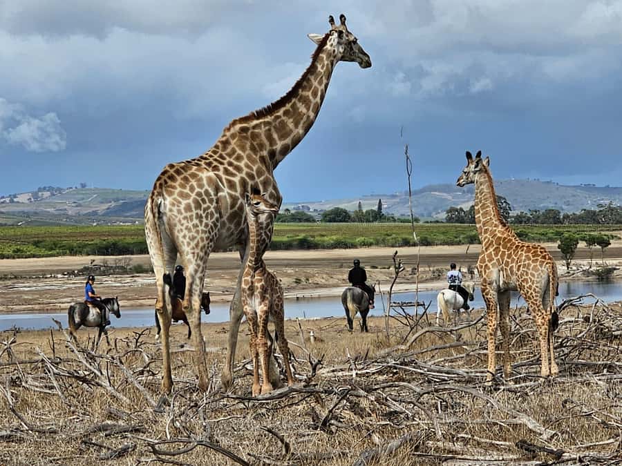Stellenbosch: Horse Riding Wildlife Safari - What the 90-minute route feels like
