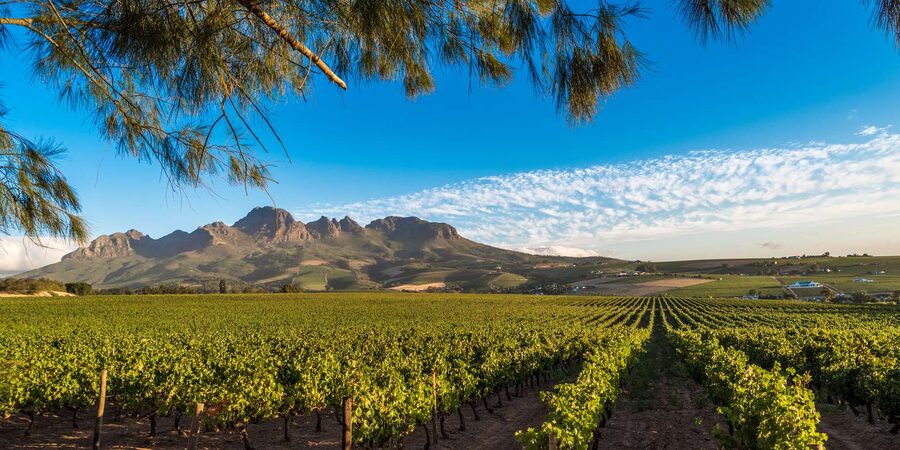 Stellenbosch North Guided Wine Safari (Tastings Excluded) - What the $42 Stellenbosch wine safari really gives you