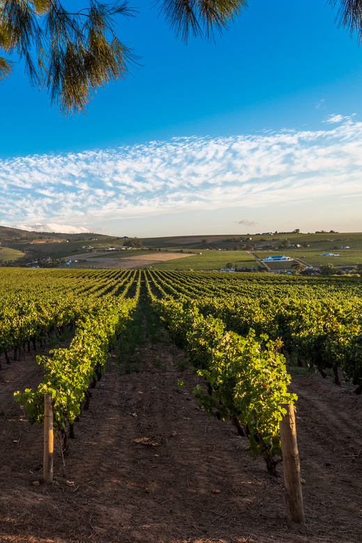 Stellenbosch North Guided Wine Safari (Tastings Excluded) - First stop: Stark-Condé and the Postcard Cafe