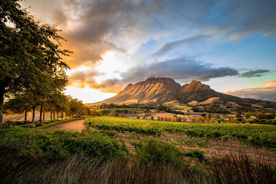 Stellenbosch North Guided Wine Safari (Tastings Included) - Starting at Visit Stellenbosch