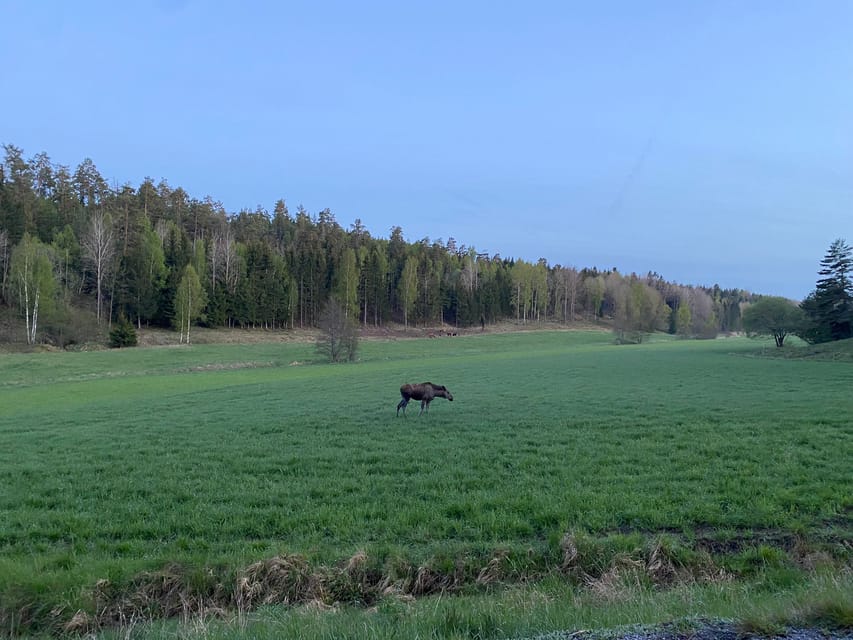 Stockholm: Wildlife Safari - Who should book this safari?