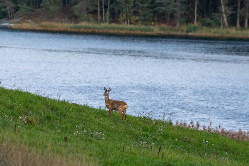 Stockholm: Wildlife Safari - A van, a forest walk, and animal tracks