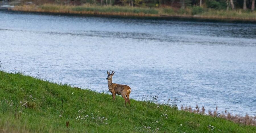Stockholm: Wildlife Safari - Sunset, fog, and wildlife after dark