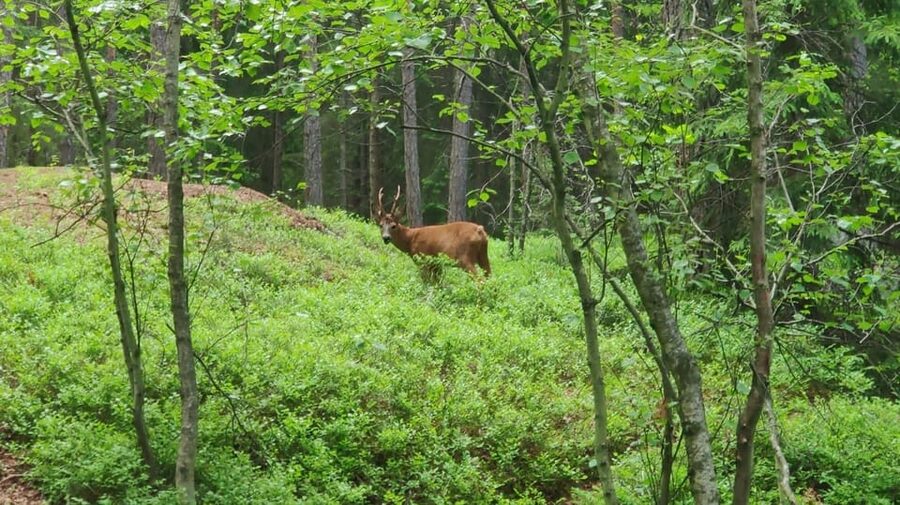 Stockholm: Wildlife Safari - Is the $151 price fair?