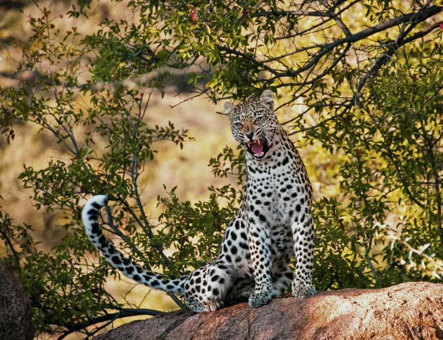 Sunset Safari at the big 5 Game Reserve All inclusive - Leaving Cape Town for the Western Cape reserve