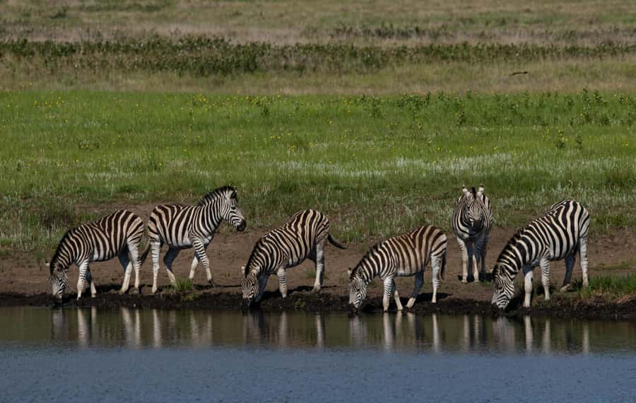 Sunset Safari at the big 5 Game Reserve All inclusive - Big Five hopes and realistic wildlife expectations