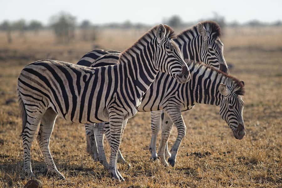 Sunset Safari at the big 5 Game Reserve All inclusive - How the $280 price measures up