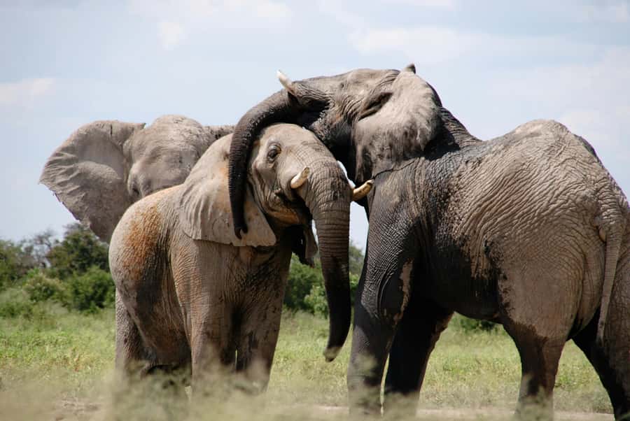 Sunset Safari at the big 5 Game Reserve All inclusive - Who will enjoy this safari most