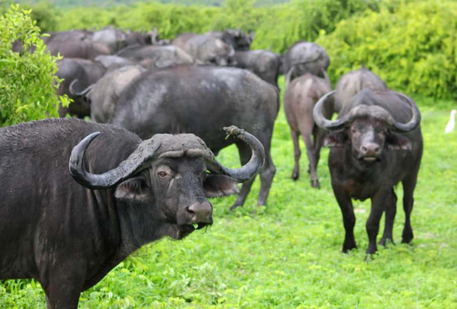 Sunset Safari at the big 5 Game Reserve All inclusive - Timing, cancellation, and practical planning