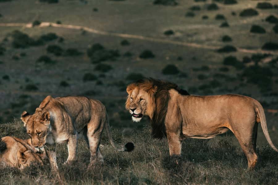 Sunset Safari at the big 5 Game Reserve All inclusive - What the reserve visit includes