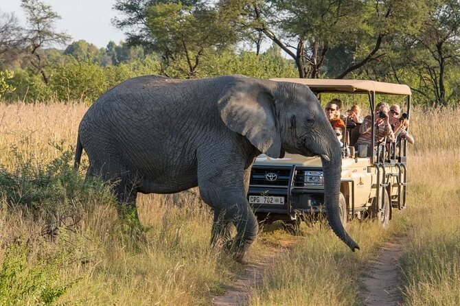 Sunset Safari Big 5 Aquila with Snacks and Wine Tasting - A long day that links Cape Town with the bushveld