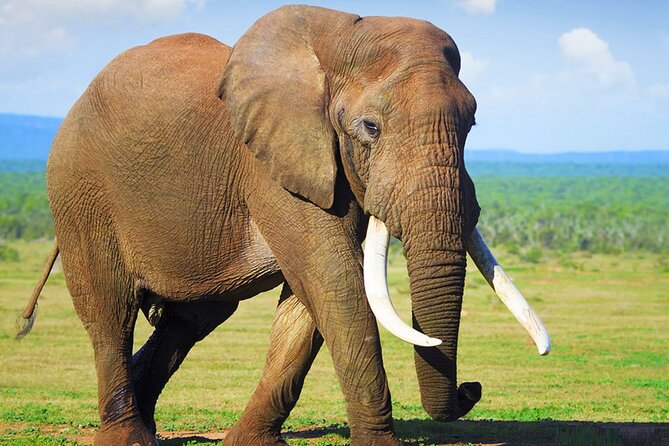Sunset Safari Big 5 Aquila with Snacks and Wine Tasting - City Hall and Grand Parade in 30 minutes