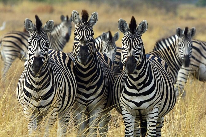Sunset Safari Big 5 Aquila with Snacks and Wine Tasting - Castle of Good Hope, the day’s strongest history stop