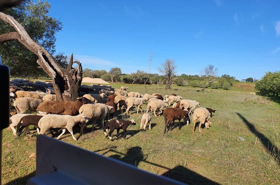 Sunset Safari in the Algarve Mountains - Starting in Albufeira and heading inland