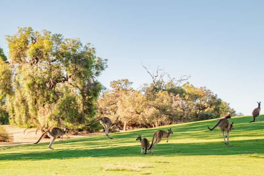 Swan Valley: Golf Cart Kangaroo Safari w/ Mini Golf & Drink - Key points before you book